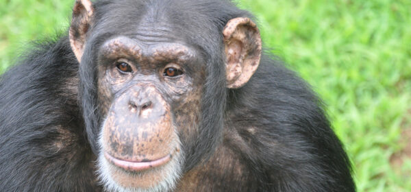 The Chimp Paradox