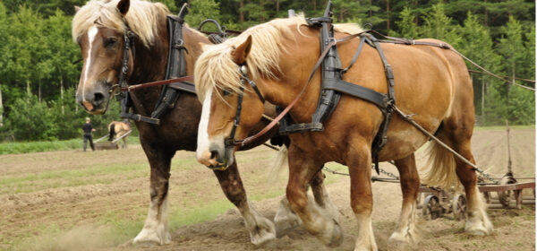 A World Without Work