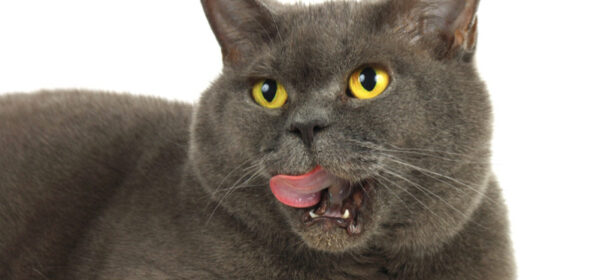 AIDA: Attention-Interest-Desire-Action