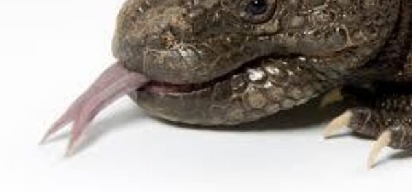 Taming Your Advice Monster