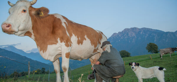 Boston (BCG) or Product Portfolio Matrix