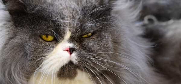 Eliminating Unwanted Thoughts