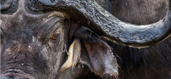 Collaboration - A Bigger Prize