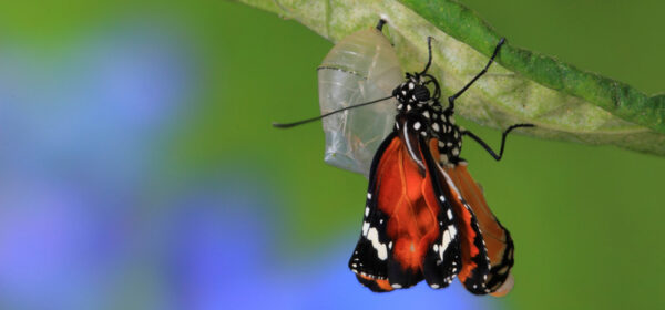 Corporate Lifecycles