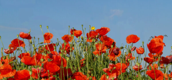 Flourish - Resilience