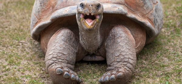 Introversion, Extraversion