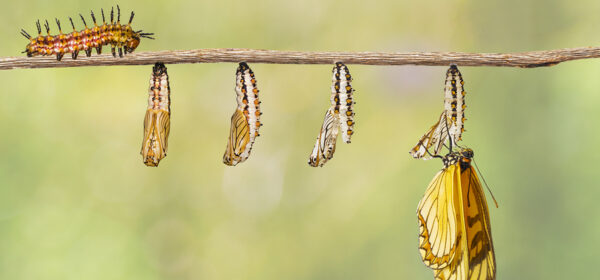 Order, Disorder, Reorder