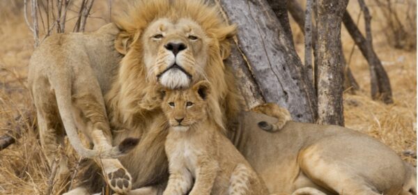 Organisational Culture and Leadership