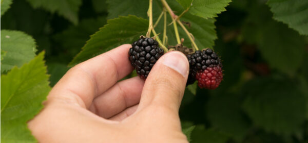 Porter's Generic Strategies