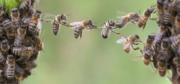 What Great Managers Do to Engage Employees