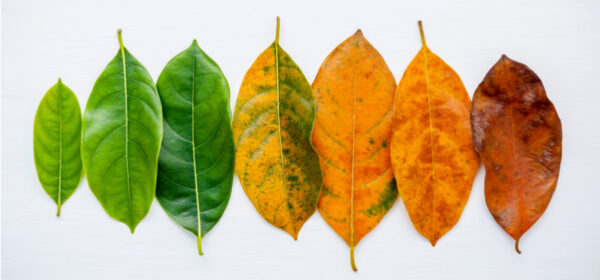 Technology Life Cycle