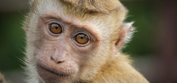 Who's Got The Monkey?