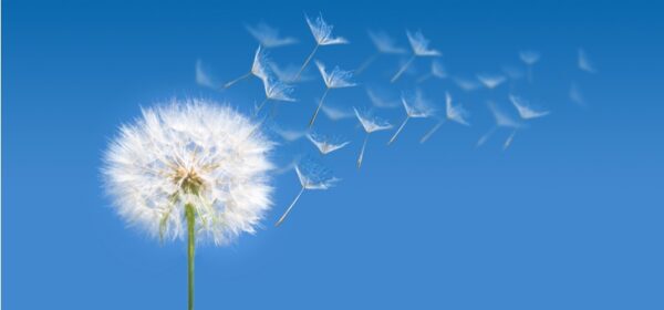 Liz Wiseman: Multipliers